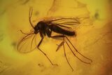 Fossil Fly Swarm (Diptera) In Baltic Amber #87078-3